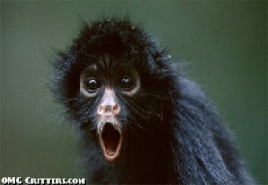 surprised-black-spider-monkey-funny-animal-picture